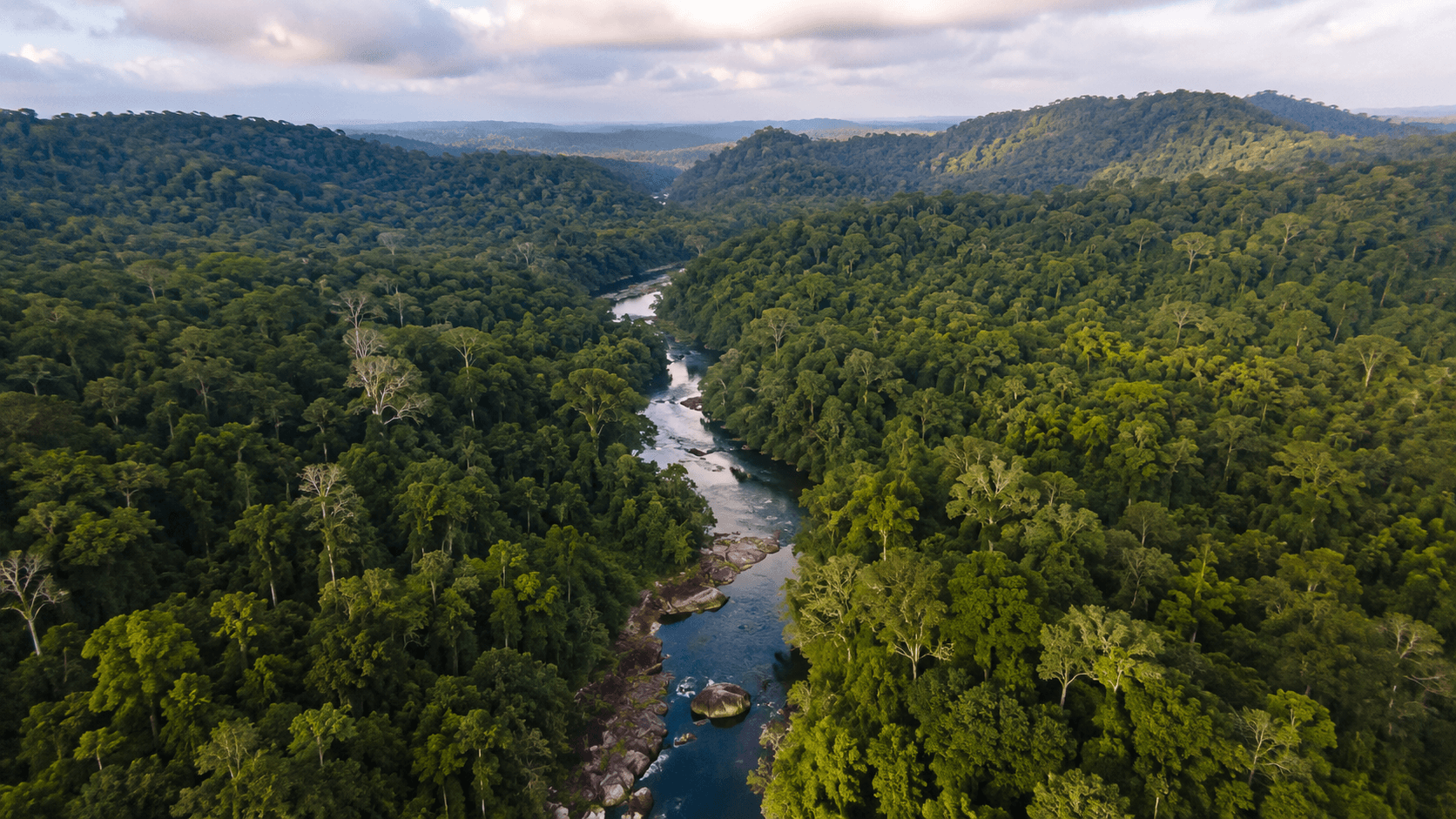 Végétation dense et sauvage de la côte Est