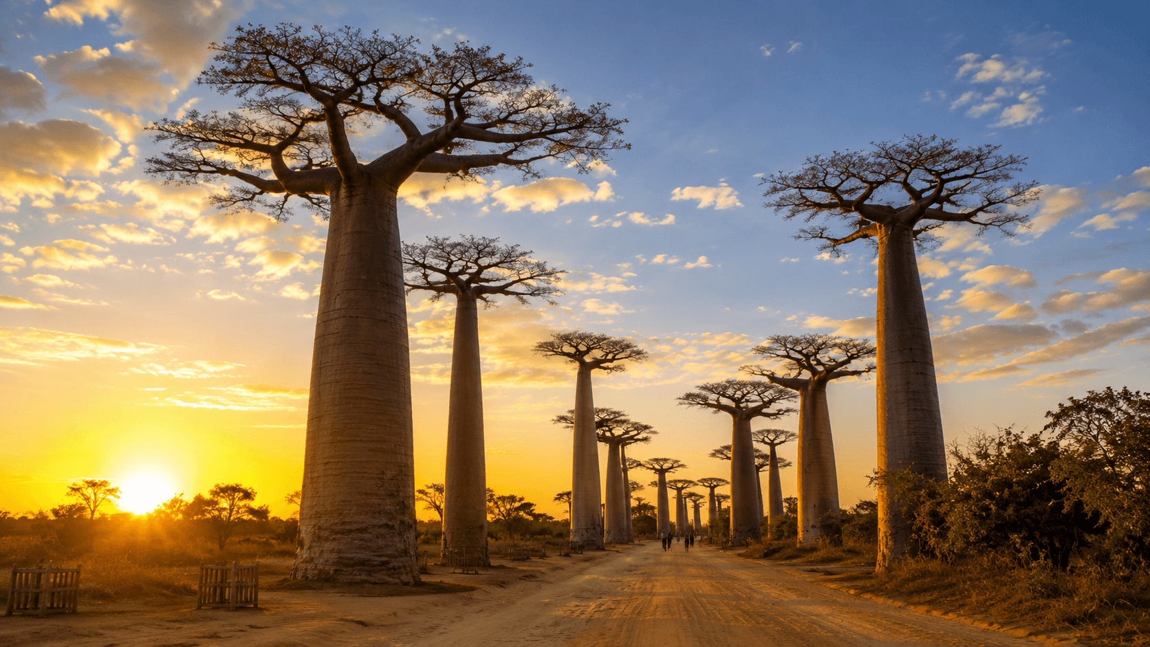 Allée des baobabs et pistes de l'Ouest malgache