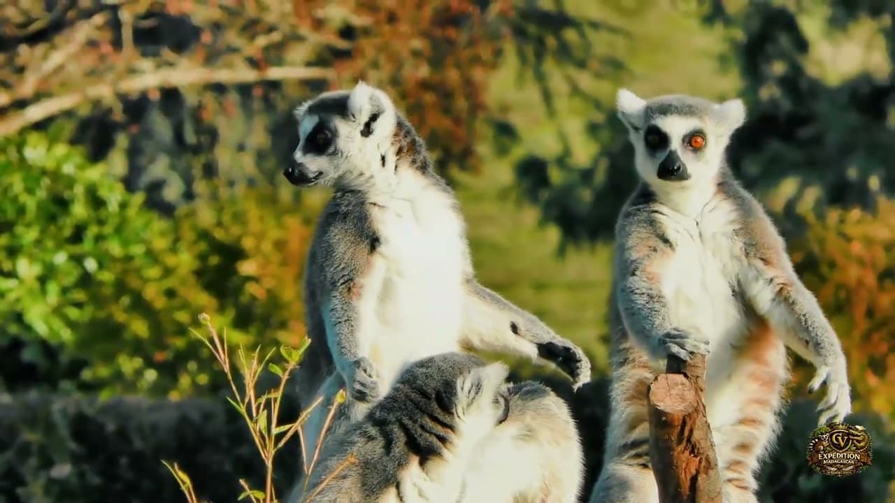Aperçu de la vidéo « Un mois d'île, en aperçu »