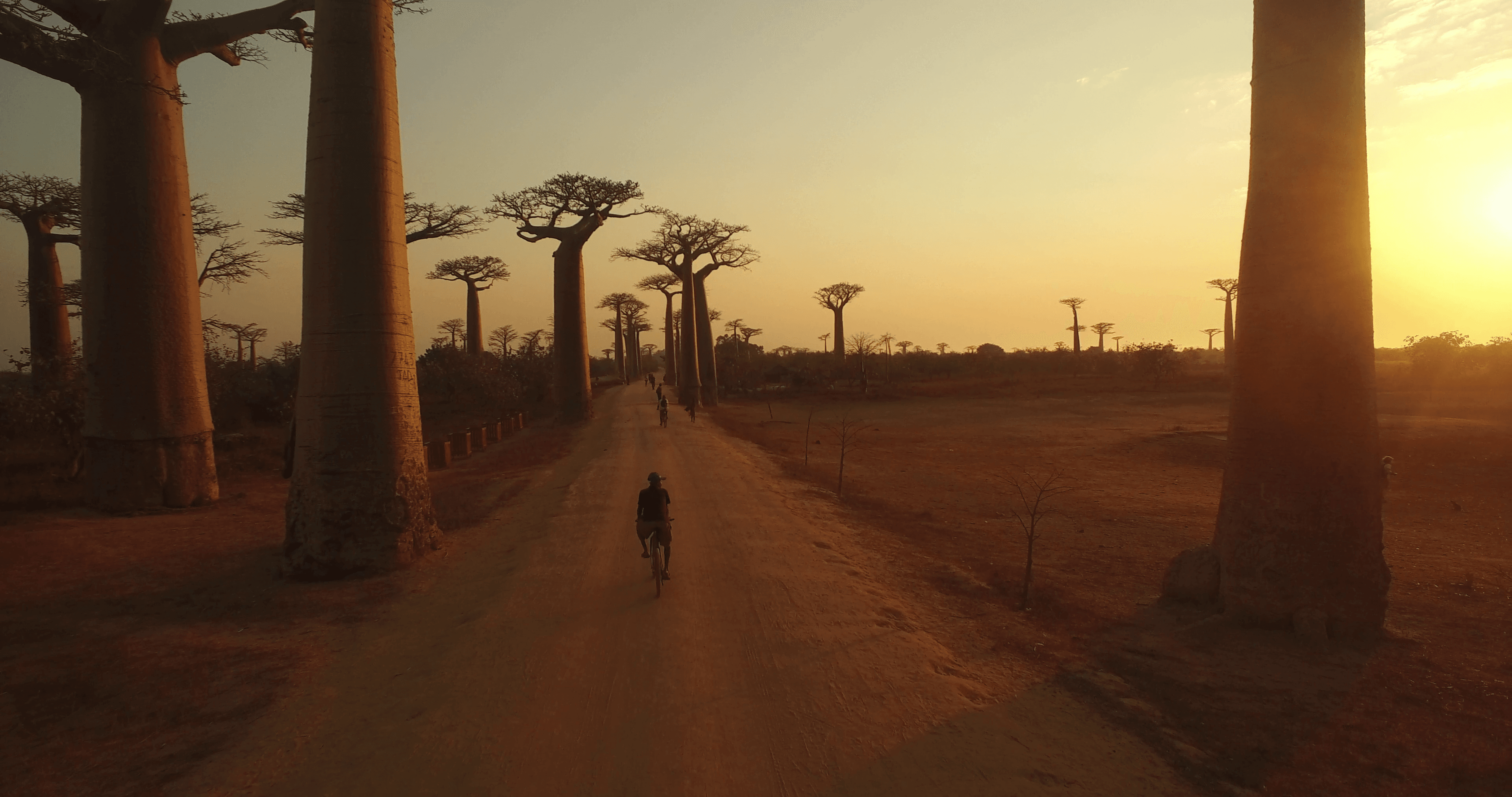 Allée des baobabs près de Morondava au coucher du soleil