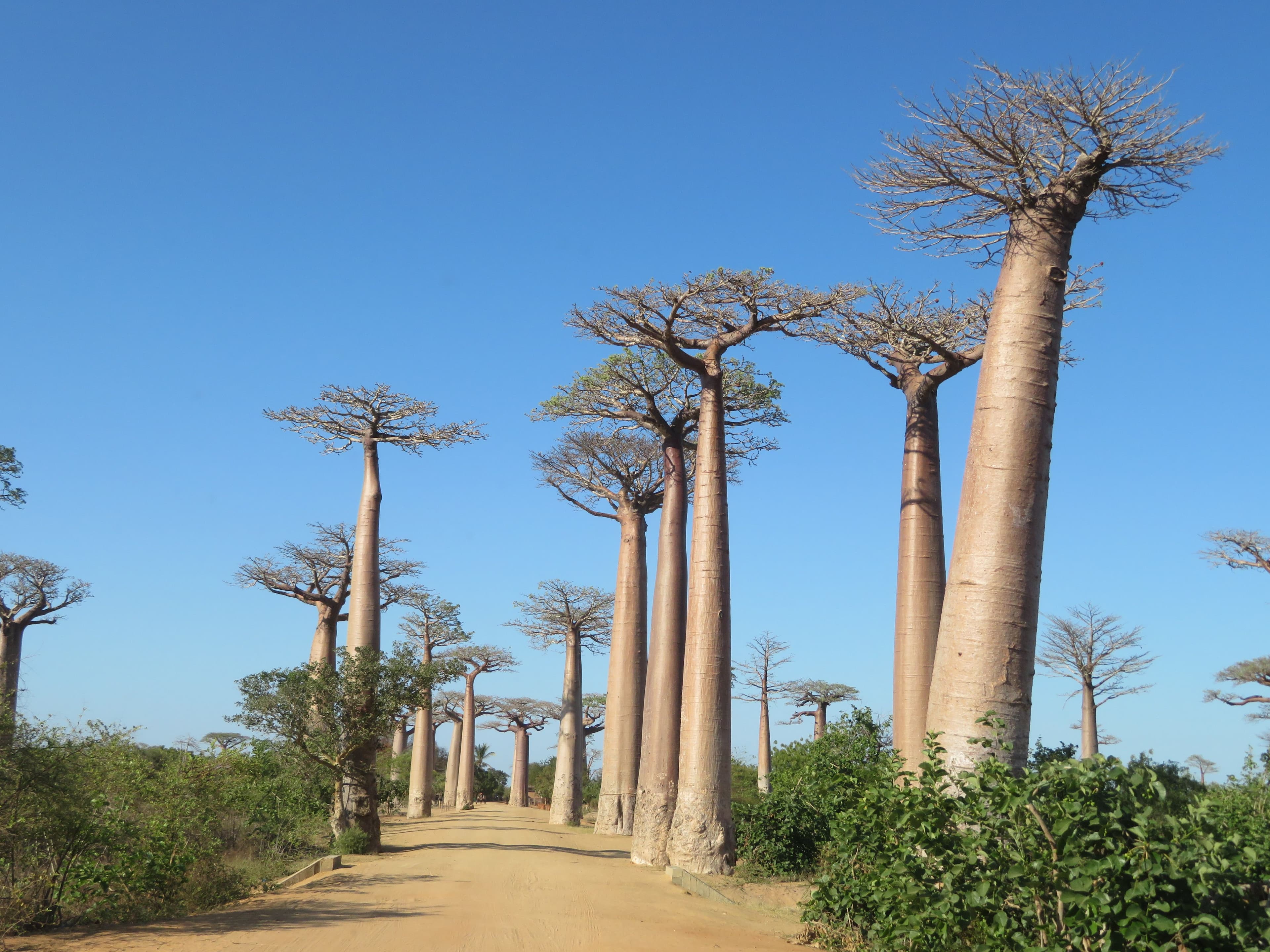Allée des baobabs dans l'Ouest de Madagascar